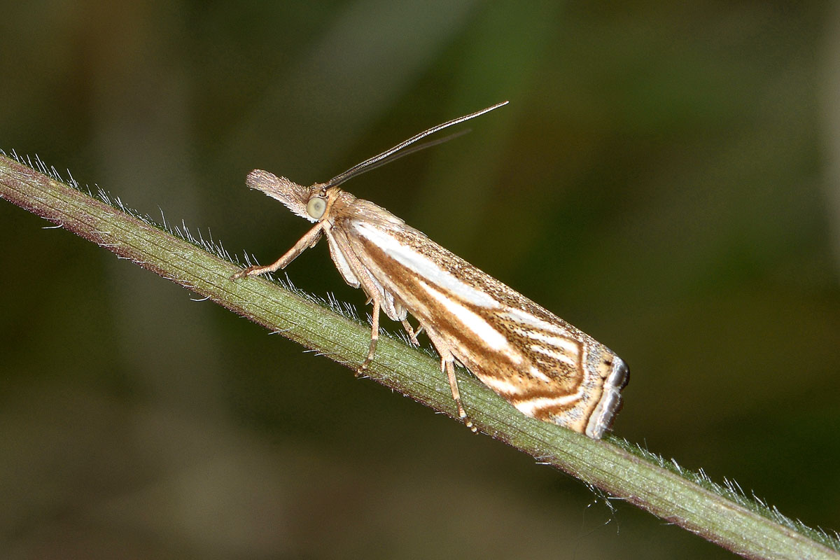 Xanthocrambus lucellus? S